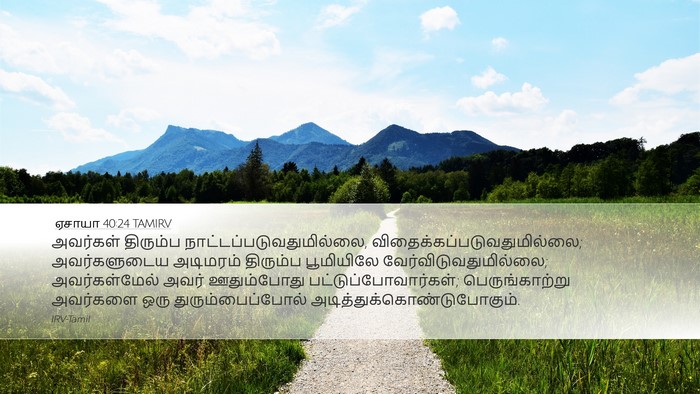 ஏசாயா 40:24 TAMIRV Bible Verse Image
