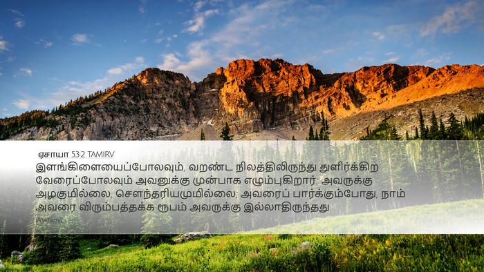 ஏசாயா 53:2 TAMIRV Bible Verse Image