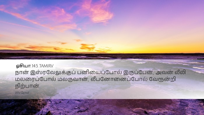 ஓசியா 14:5 TAMIRV Bible Verse Image