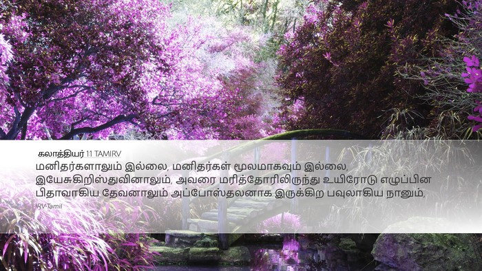 கலாத்தியர் 1:1 TAMIRV Bible Verse Image