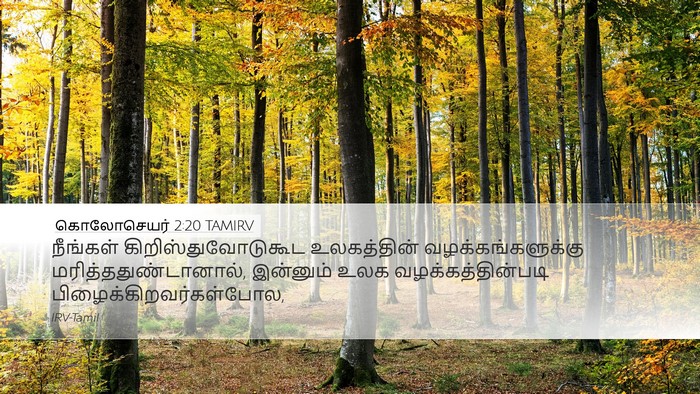 கொலோசெயர் 2:20 TAMIRV Bible Verse Image