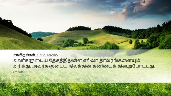 சங்கீதங்கள் 105:35 TAMIRV Desktop Wallpaper - அவர்களுடைய - Desktop Bible Verse Wallpaper