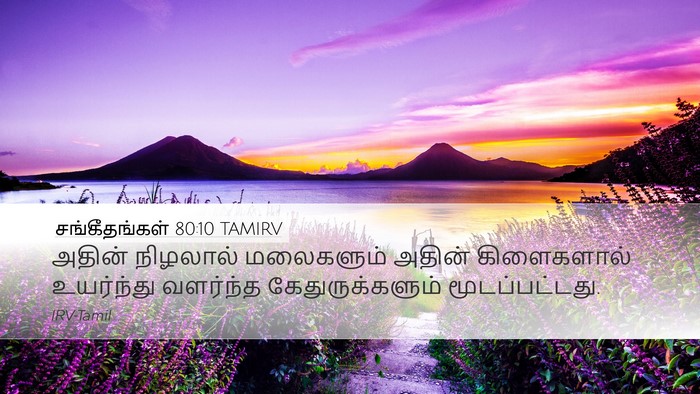 சங்கீதங்கள் 80:10 TAMIRV Desktop Wallpaper - அதின் நிழலால் - Desktop Bible Verse Wallpaper