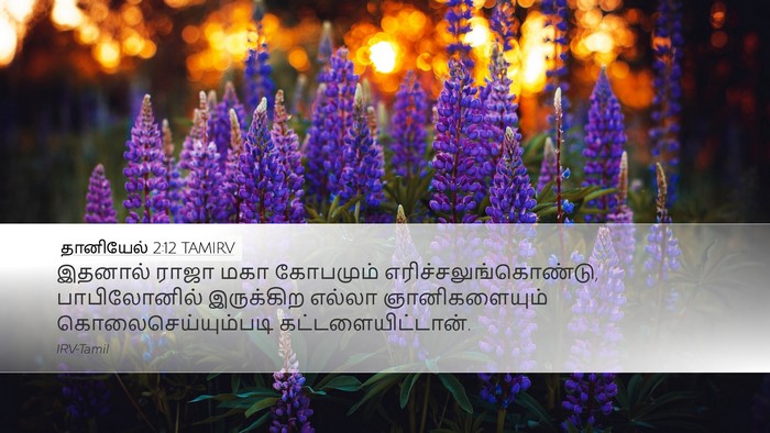 தானியேல் 2:12 TAMIRV Bible Verse Image