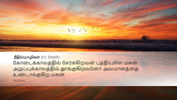 நீதிமொழிகள் 10:5 TAMIRV Bible Verse Image