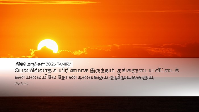 நீதிமொழிகள் 30:26 TAMIRV Bible Verse Image