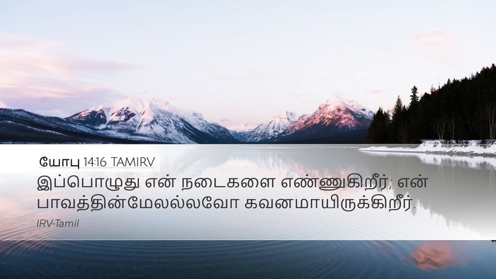 யோபு 14:16 TAMIRV Bible Verse Image