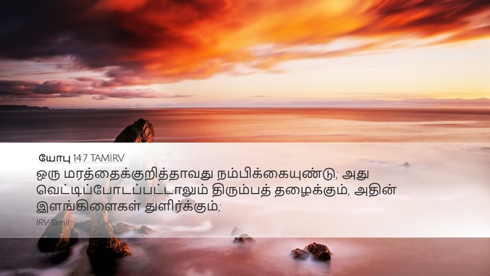 யோபு 14:7 TAMIRV Bible Verse Image