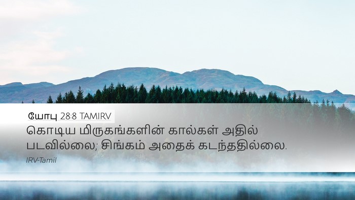 யோபு 28:8 TAMIRV Desktop Wallpaper - கொடிய - Desktop Bible Verse Wallpaper