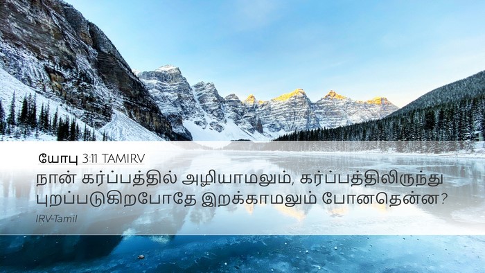 யோபு 3:11 TAMIRV Bible Verse Image