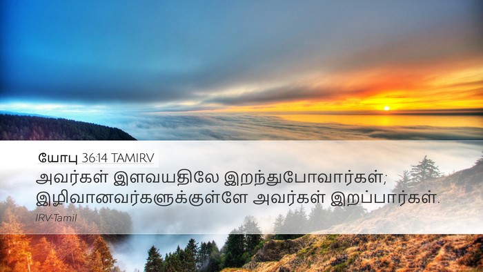 யோபு 36:14 TAMIRV Bible Verse Image