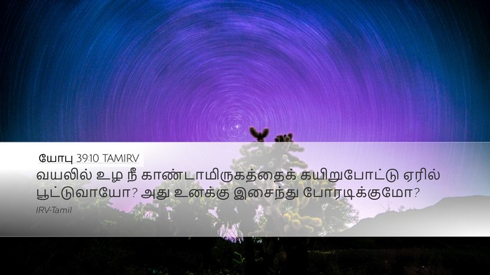 யோபு 39:10 TAMIRV Desktop Wallpaper - வயலில் உழ நீ - Desktop Bible Verse Wallpaper