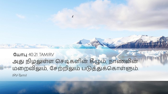 யோபு 40:21 TAMIRV Bible Verse Image