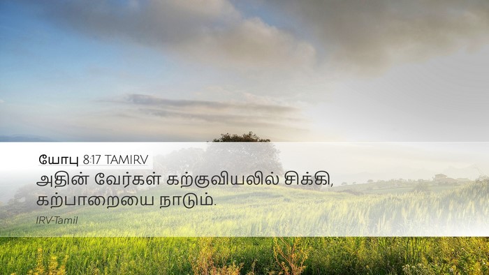யோபு 8:17 TAMIRV Desktop Wallpaper - அதின் வேர்கள் - Desktop Bible Verse Wallpaper