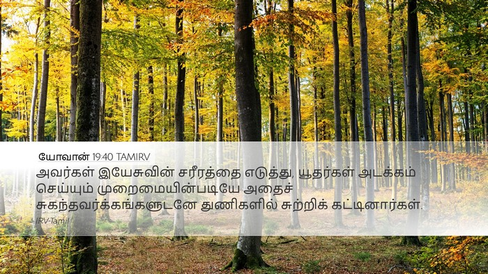 யோவான் 19:40 TAMIRV Desktop Wallpaper - அவர்கள் இயேசுவின் - Desktop Bible Verse Wallpaper