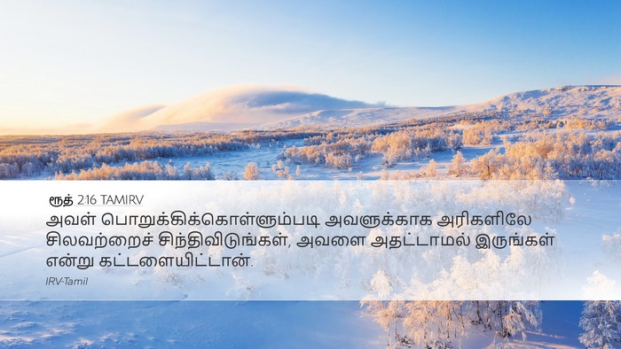 ரூத் 2:16 TAMIRV Desktop Wallpaper - அவள் - Desktop Bible Verse Wallpaper