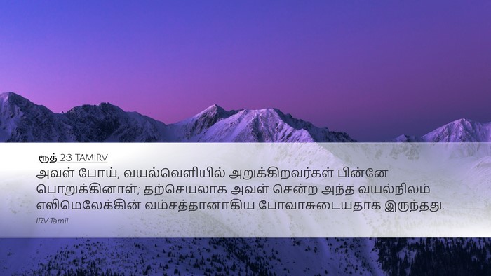 ரூத் 2:3 TAMIRV Desktop Wallpaper - அவள் போய், - Desktop Bible Verse Wallpaper