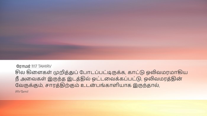 ரோமர் 11:17 TAMIRV Bible Verse Image