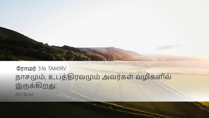 ரோமர் 3:16 TAMIRV Bible Verse Image