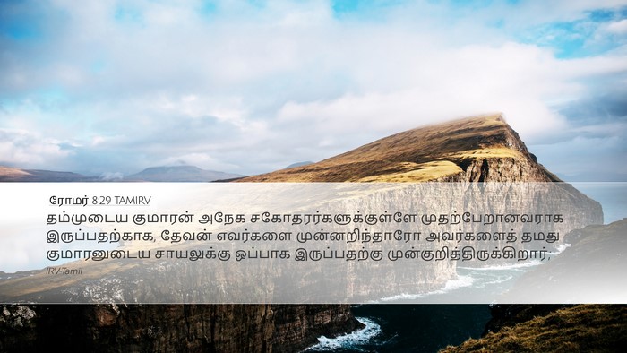 ரோமர் 8:29 TAMIRV Bible Verse Image