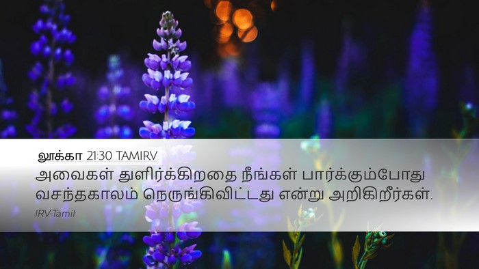 லூக்கா 21:30 TAMIRV Bible Verse Image