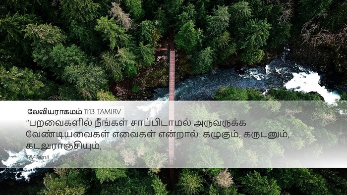 லேவியராகமம் 11:13 TAMIRV Desktop Wallpaper - “பறவைகளில் - Desktop Bible Verse Wallpaper