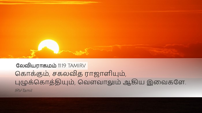 லேவியராகமம் 11:19 TAMIRV Bible Verse Image