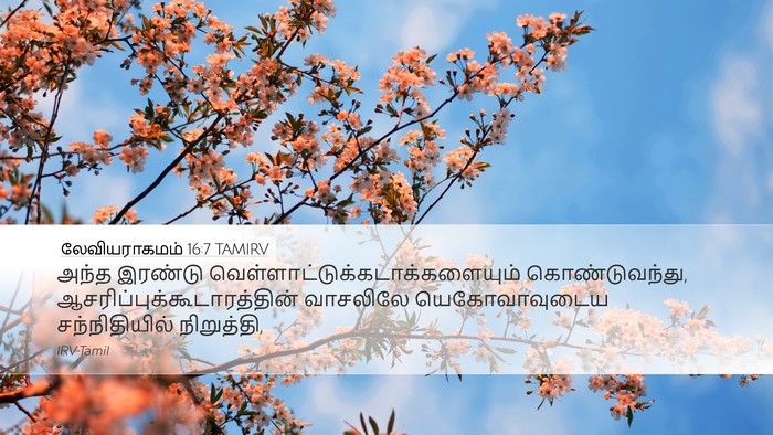 லேவியராகமம் 16:7 TAMIRV Desktop Wallpaper - அந்த இரண்டு - Desktop Bible Verse Wallpaper