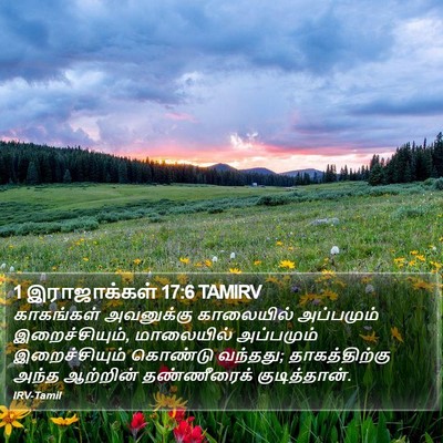1 இராஜாக்கள் 17:6 TAMIRV Bible Verse Image
