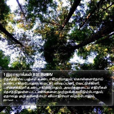 1 இராஜாக்கள் 8:37 TAMIRV Bible Verse Image