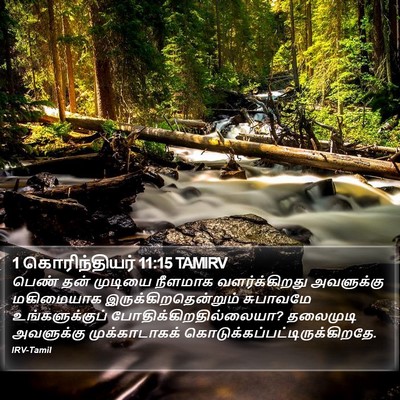 1 கொரிந்தியர் 11:15 TAMIRV Bible Verse Image