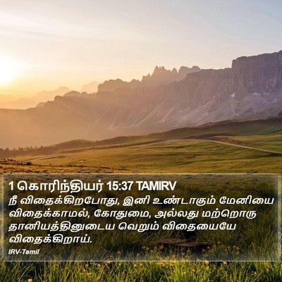 1 கொரிந்தியர் 15:37 TAMIRV Bible Verse Image
