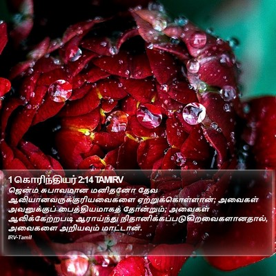 1 கொரிந்தியர் 2:14 TAMIRV Bible Verse Image