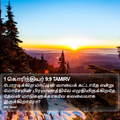 1 கொரிந்தியர் 9:9 TAMIRV Bible Verse Image