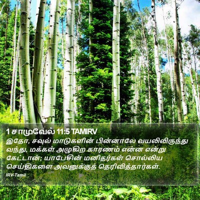 1 சாமுவேல் 11:5 TAMIRV Bible Verse Image