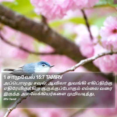 1 சாமுவேல் 15:7 TAMIRV Bible Verse Image