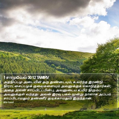 1 சாமுவேல் 30:12 TAMIRV Bible Verse Image