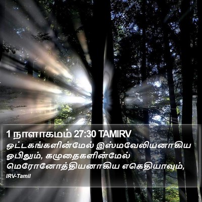 1 நாளாகமம் 27:30 TAMIRV Bible Verse Image