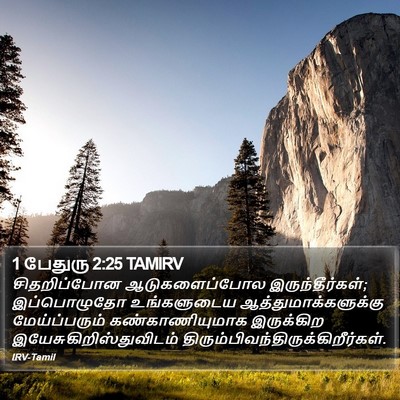 1 பேதுரு 2:25 TAMIRV Bible Verse Image
