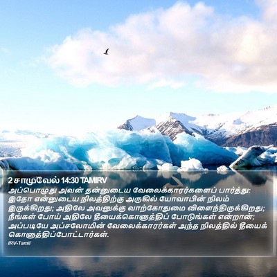 2 சாமுவேல் 14:30 TAMIRV Bible Verse Image