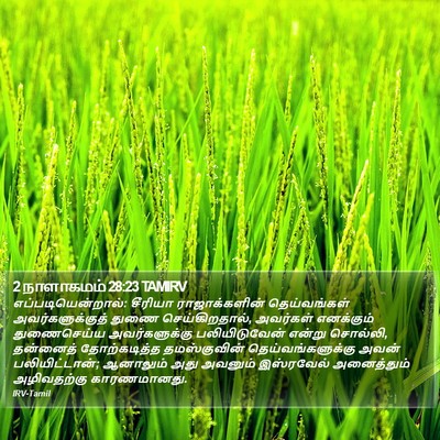 2 நாளாகமம் 28:23 TAMIRV Bible Verse Image