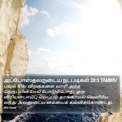 அப்போஸ்தலருடைய நடபடிகள் 28:3 TAMIRV Bible Verse Image