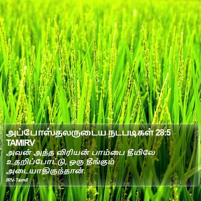அப்போஸ்தலருடைய நடபடிகள் 28:5 TAMIRV Bible Verse Image