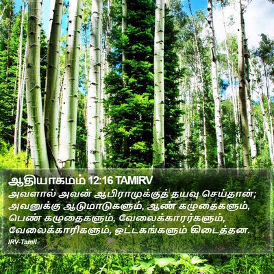 ஆதியாகமம் 12:16 TAMIRV Bible Verse Image
