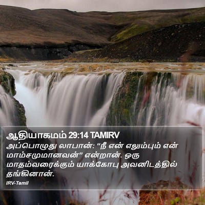ஆதியாகமம் 29:14 TAMIRV Bible Verse Image
