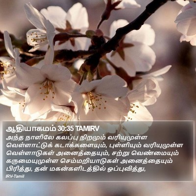 ஆதியாகமம் 30:35 TAMIRV Bible Verse Image