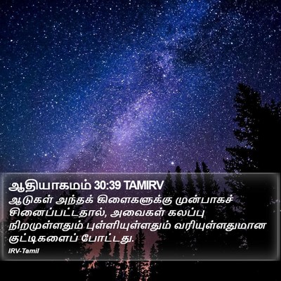 ஆதியாகமம் 30:39 TAMIRV Bible Verse Image