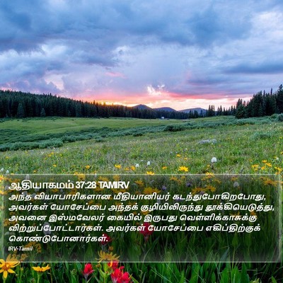 ஆதியாகமம் 37:28 TAMIRV Bible Verse Image