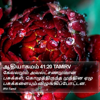 ஆதியாகமம் 41:20 TAMIRV Bible Verse Image