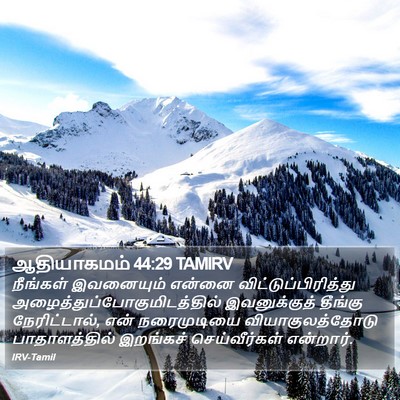 ஆதியாகமம் 44:29 TAMIRV Bible Verse Image